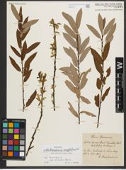 Foto von Salix triandra subsp. amygdalina (L.) Schübl. & G. Martens